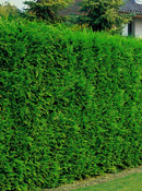 org:/gardening tips/Snoeiadvies/Overzichtspagina/Leylandcipres.jpg